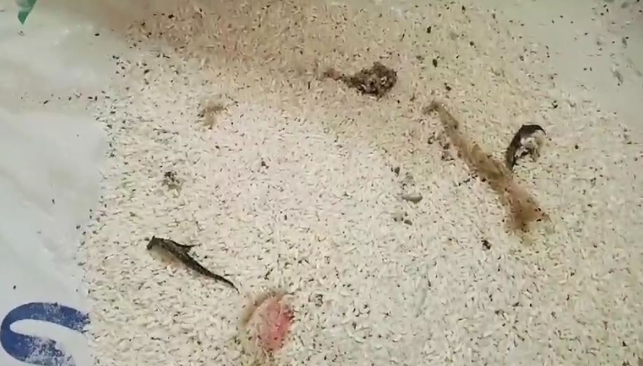 আবারও মিড ডে মিল নিয়ে দুর্নীতি অভিযোগ আচার্য প্রফুল্ল চন্দ্র স্মৃতি বিদ্যামন্দিরে!