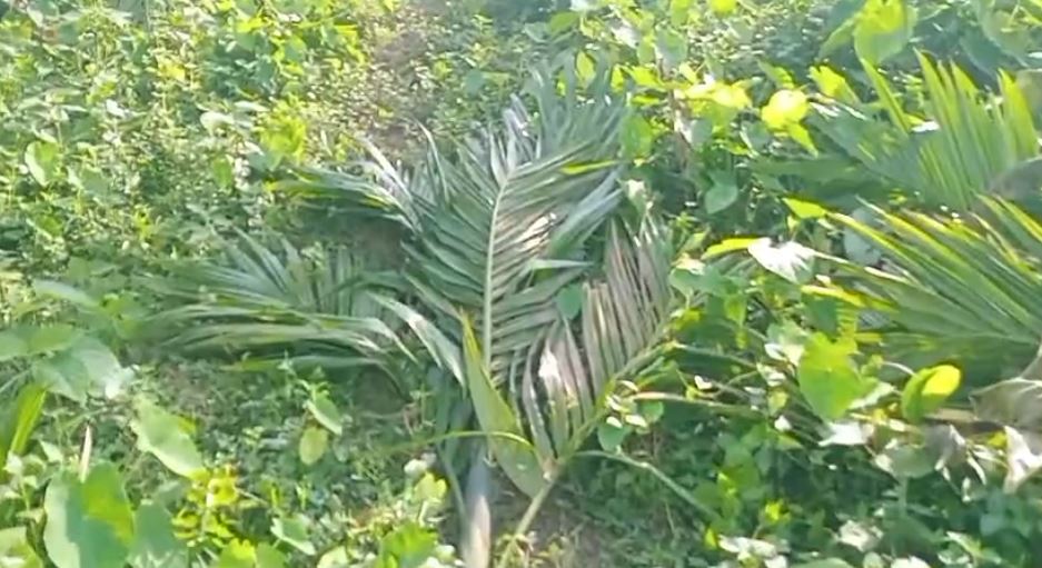 রাজনৈতিক হিংসার শিকার কংগ্রেস কর্মীর সুপারি বাগানের সুপারি গাছ।