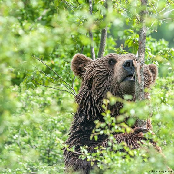 আঠারোমুড়ার গহীন অরণ্যে ভাল্লুকের মরণথাবা, গুরুতর আহত যুবক! রাস্তার অভাবে ১০ ঘণ্টার যন্ত্রণাময় অপেক্ষার পর হাসপাতালে ভর্তি।